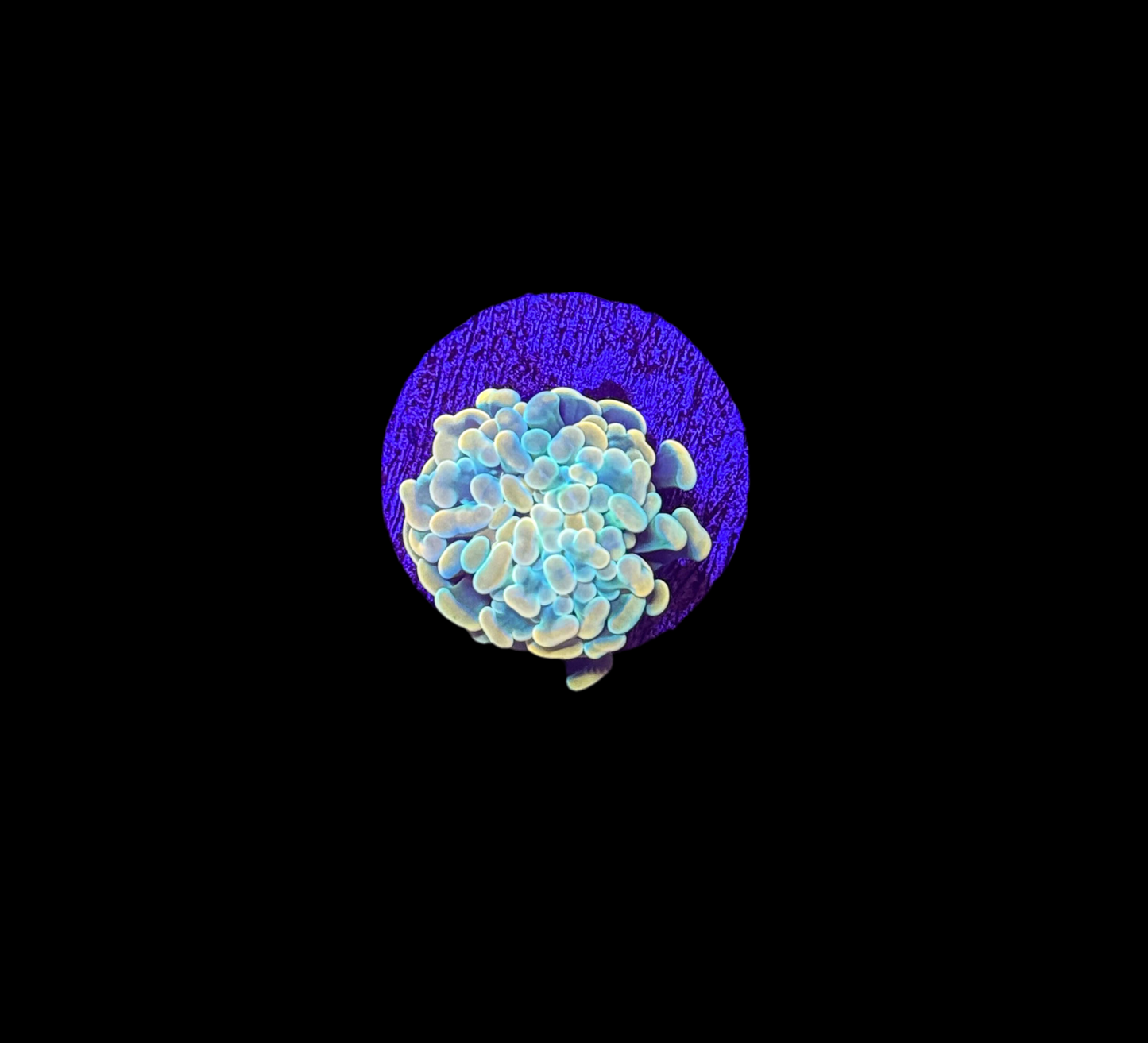 WYSIWYG Gold Branching Hammer Coral – Live LPS Euphyllia for Reef Tank