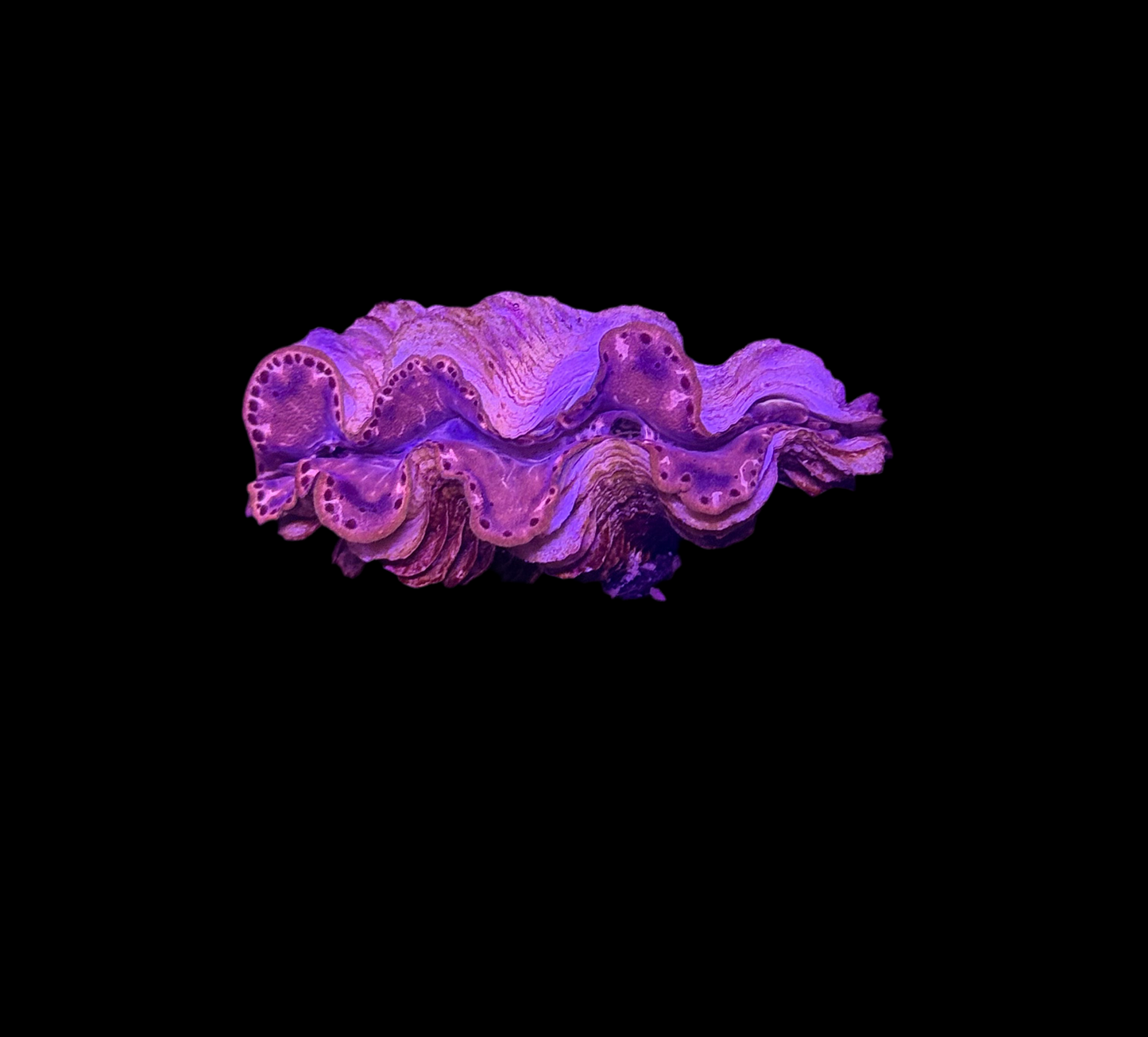 WYSIWYG Gold Tridacna Maxima Clam β Live Saltwater Clam for Reef Tanks