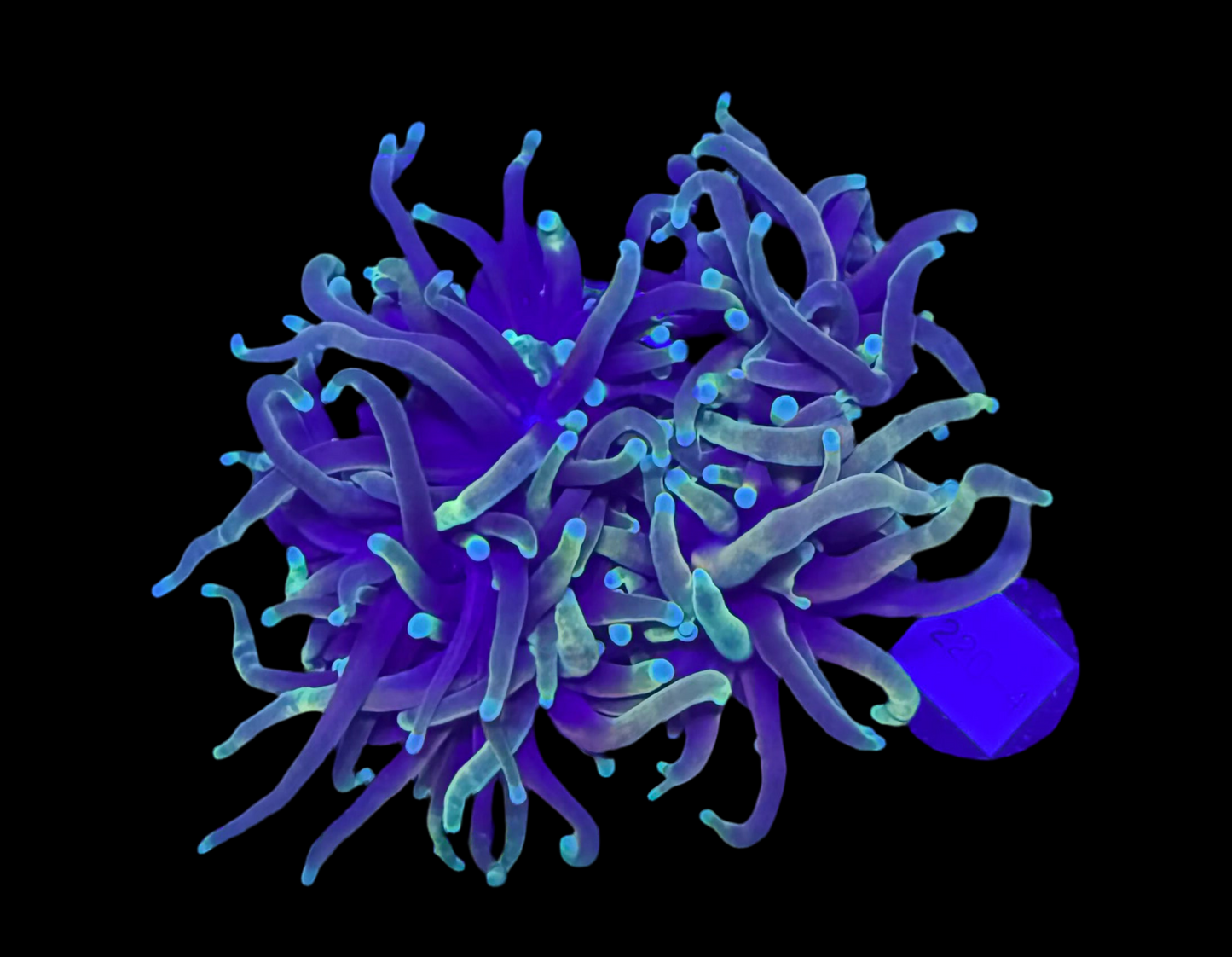 WYSIWYG Indo Hellfire Torch Live Coral โ Frag Euphyllia LPS for Reef Aquarium