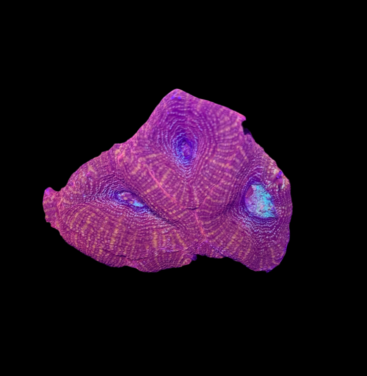 WYSIWYG Red Acan Bowerbanki