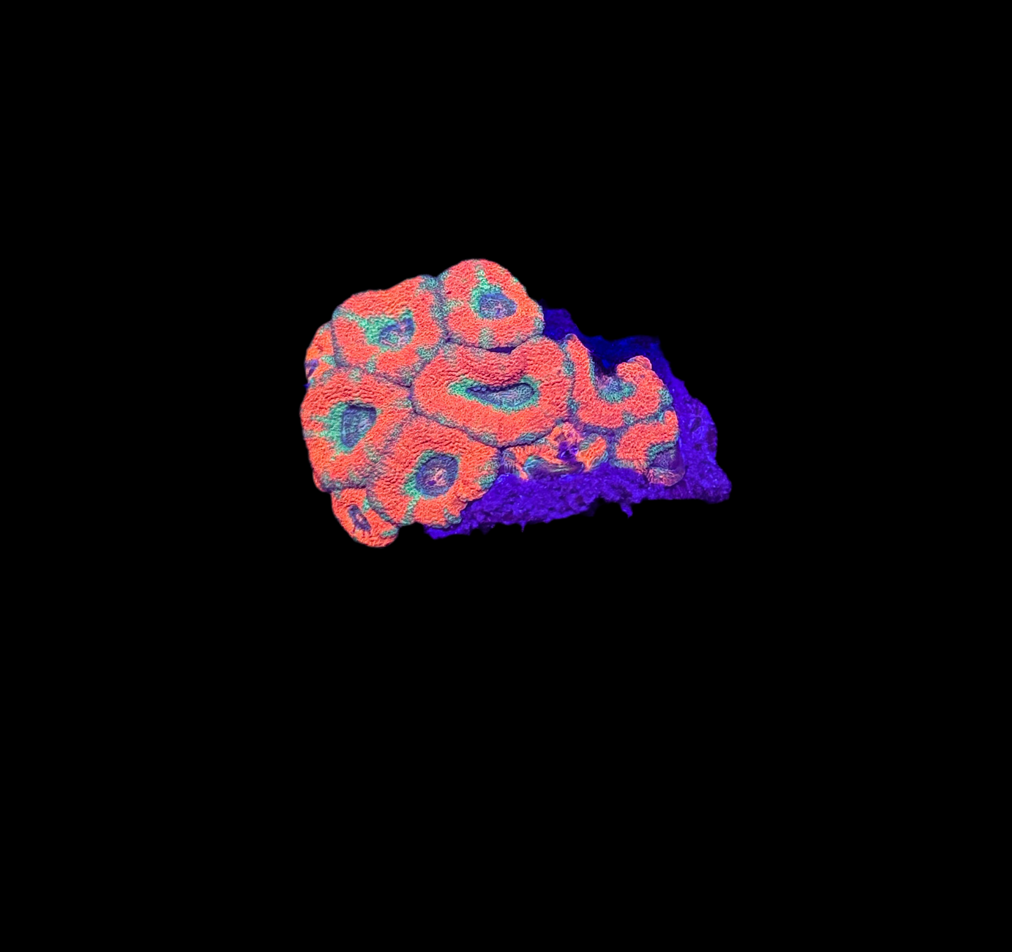 WYSIWYG Red and Green Acan Lord Live Coral Frag Bright LPS for Reef Aquarium