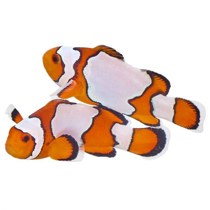 2-Pack Snowflake Ocellaris Clownfish β Live Captive-Bred Saltwater Aquarium Fish