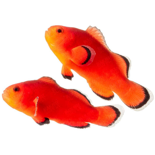 2-Pack Naked Ocellaris Clownfish  – Live Captive-Bred Saltwater Aquarium Fish