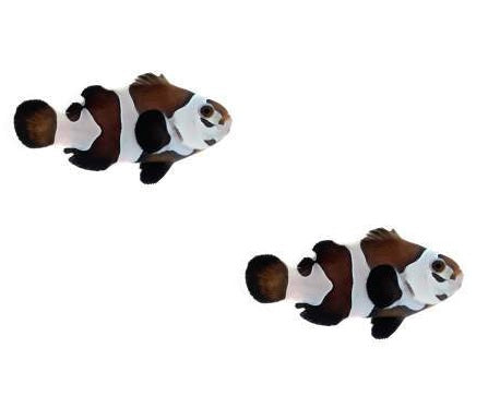 2-Pack Semi Storm Clownfish Orange or Black Designer Ocellaris Live Saltwater Fish