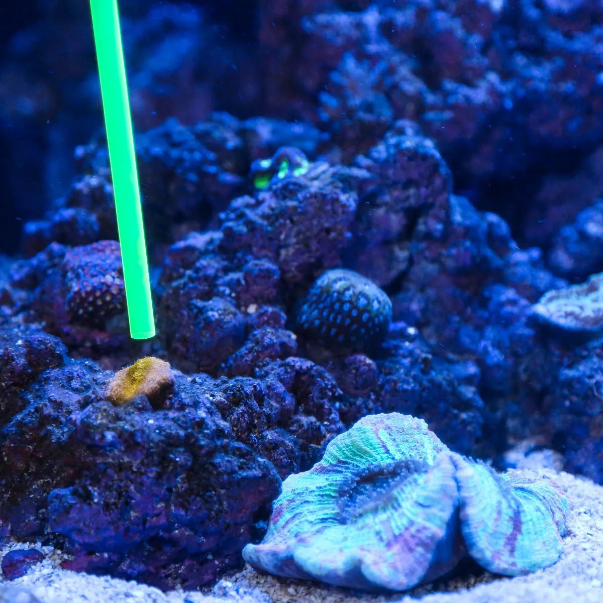 Acrylic Coral Pointer Tool – 1-Pack for Aquarium Coral Care and Frag Handling