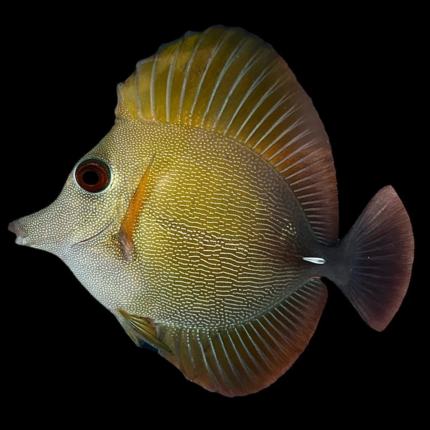 Scopas Tang Live Saltwater Reef Aquarium Fish 2.5-3 Inch Marine