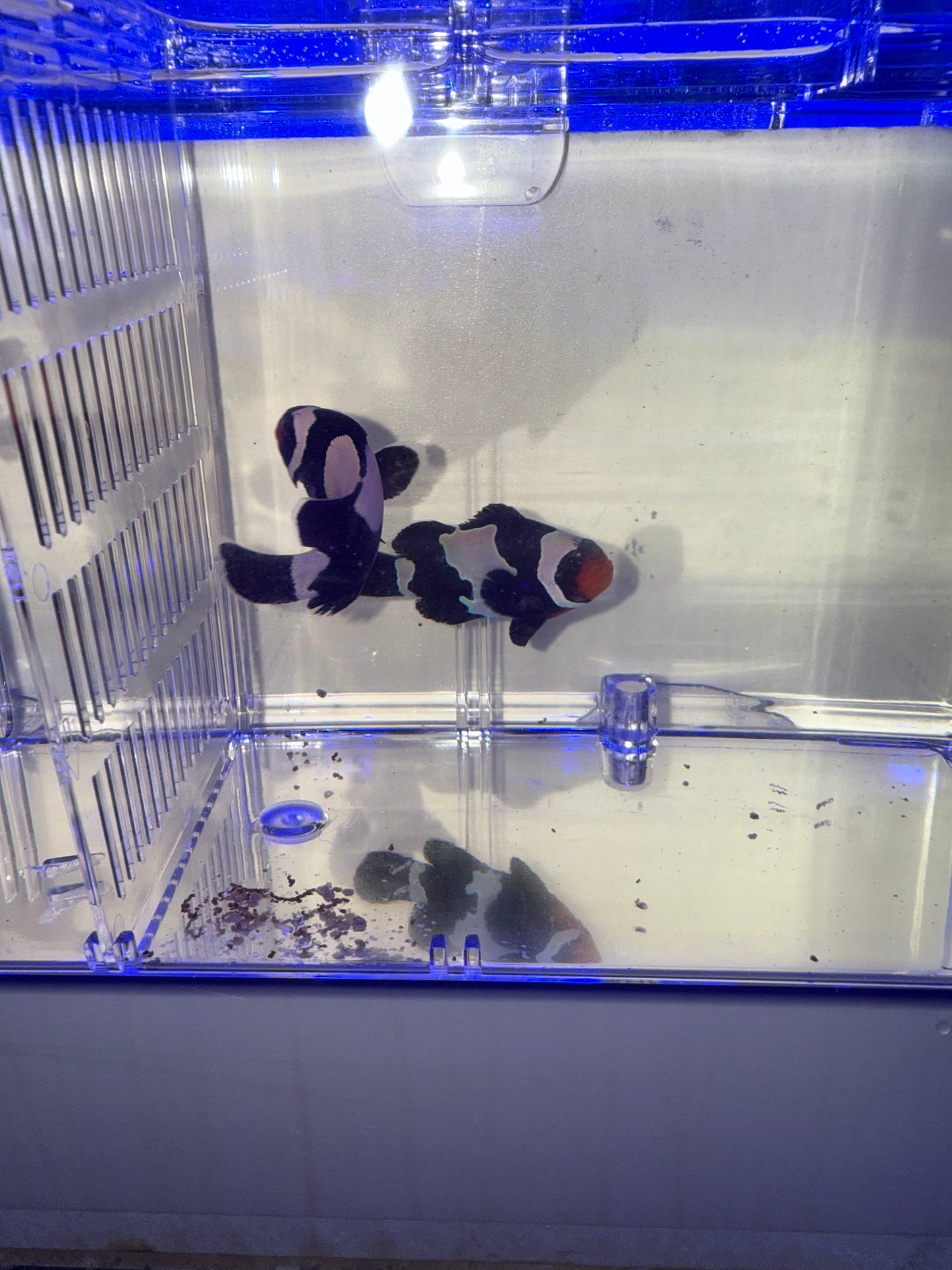 2-Pack Black Snowflake Ocellaris Clownfish β Live Captive-Bred Saltwater Aquarium Fish