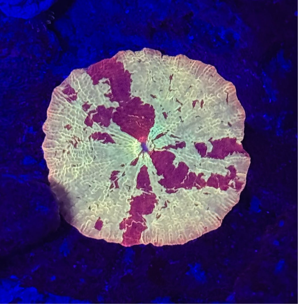 WYSIWYG Jawbreaker Mushroom Discosoma 1” – Live Saltwater Coral Frag