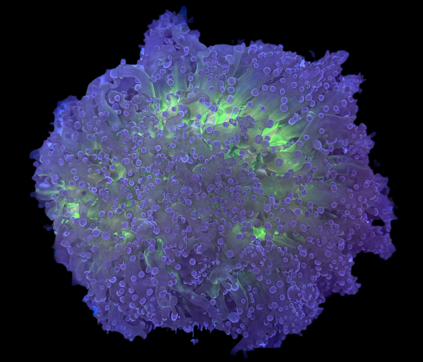WYSIWYG Large Rainbow Frogspawn Wall Coral β Live LPS Euphyllia Aquarium