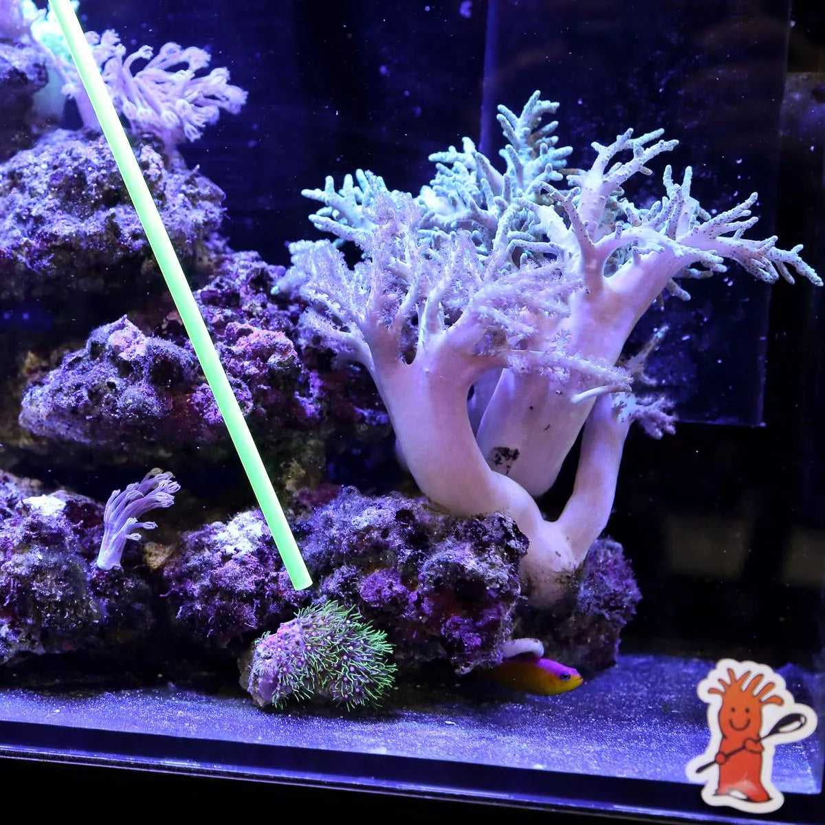 Acrylic Coral Pointer Tool – 1-Pack for Aquarium Coral Care and Frag Handling