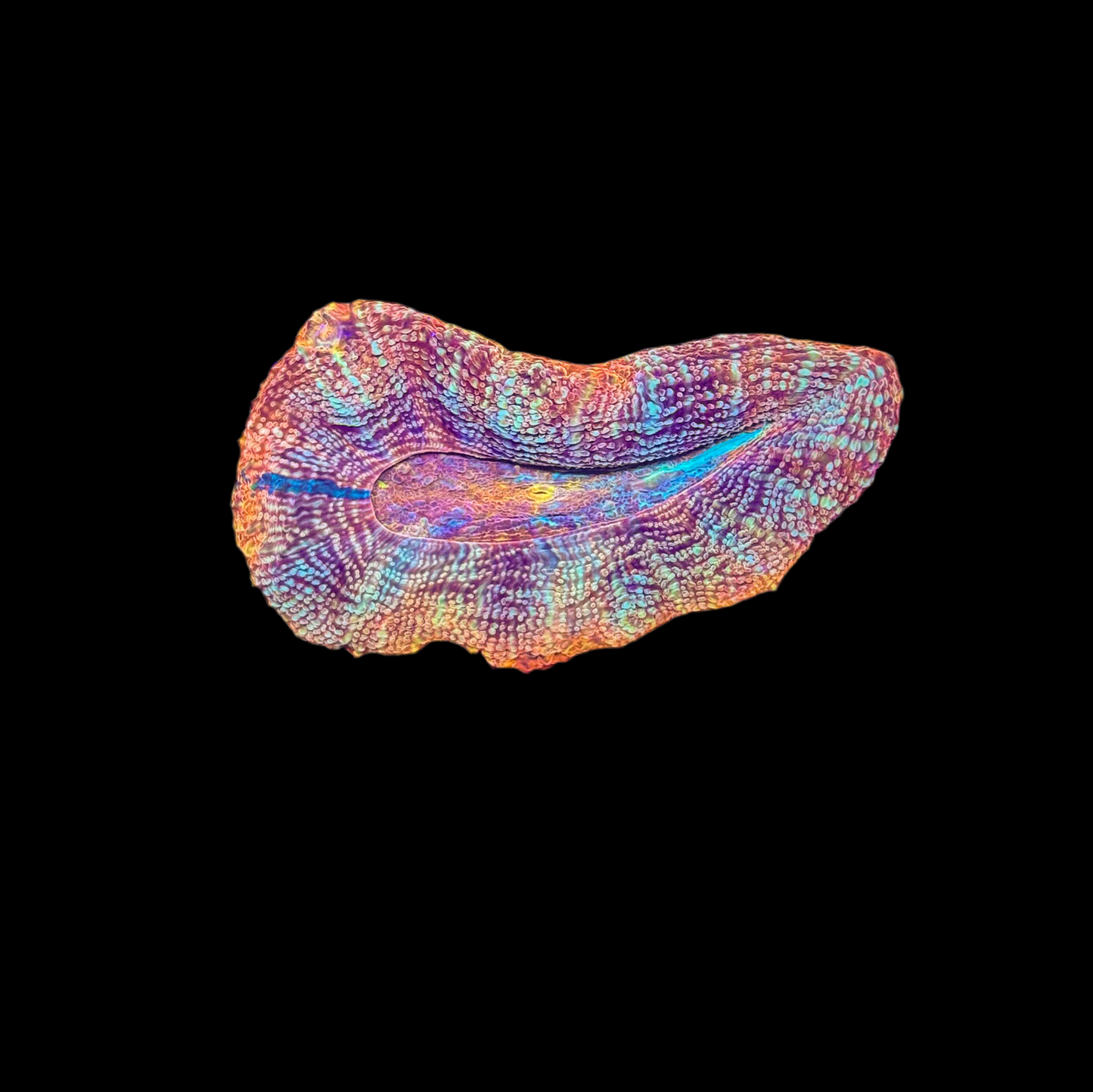 WYSIWYG Rainbow Acan Bowerbanki – Live LPS Coral for Reef Aquarium