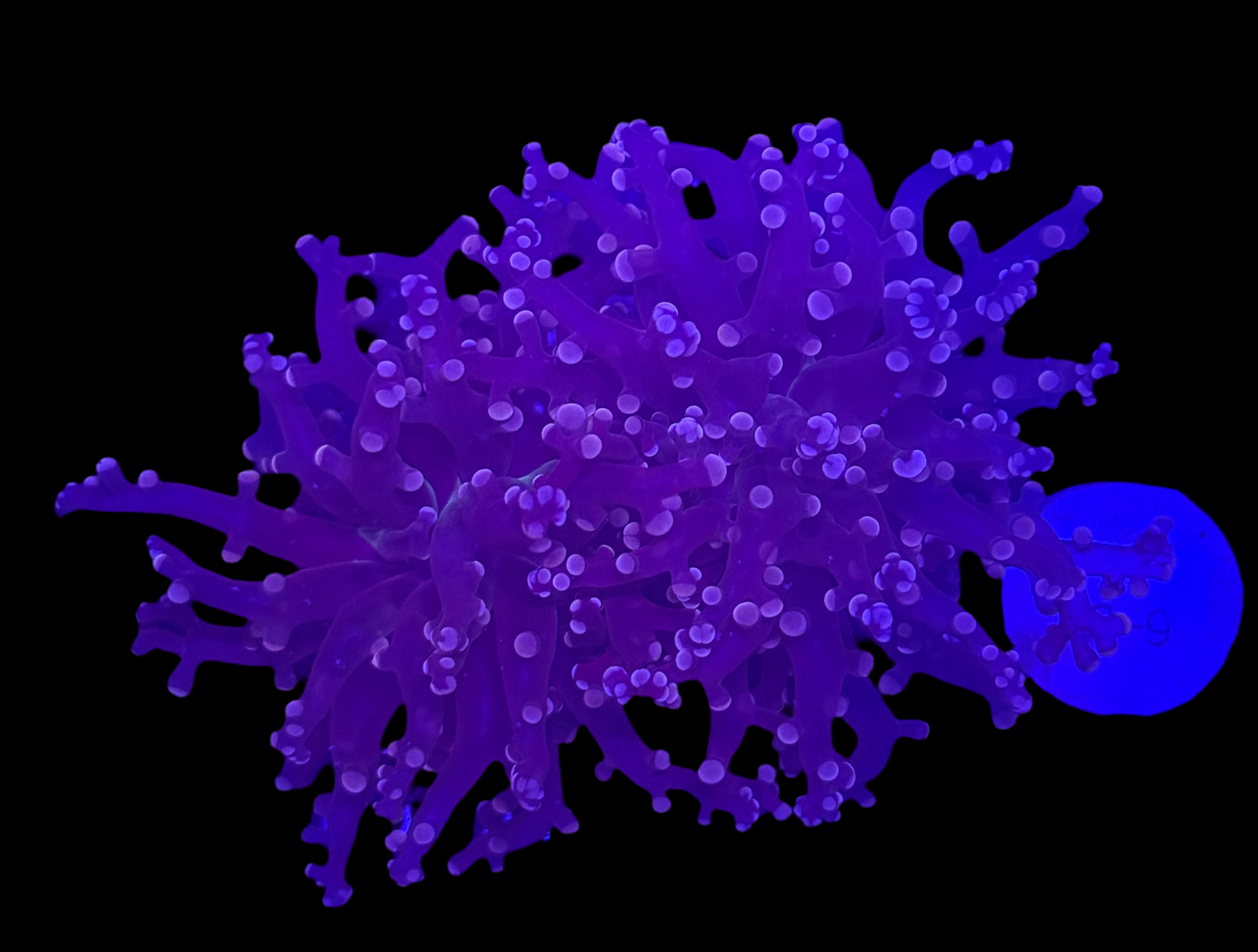 WYSIWYG Purple Frogspawn Live LPS Frag Coral Saltwater Reef Aquarium