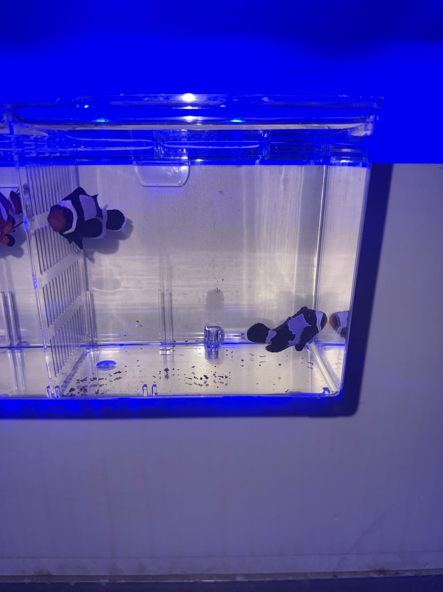 2-Pack Black Snowflake Ocellaris Clownfish β Live Captive-Bred Saltwater Aquarium Fish