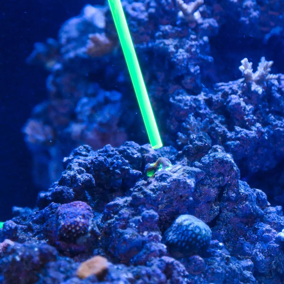 Acrylic Coral Pointer Tool – 1-Pack for Aquarium Coral Care and Frag Handling