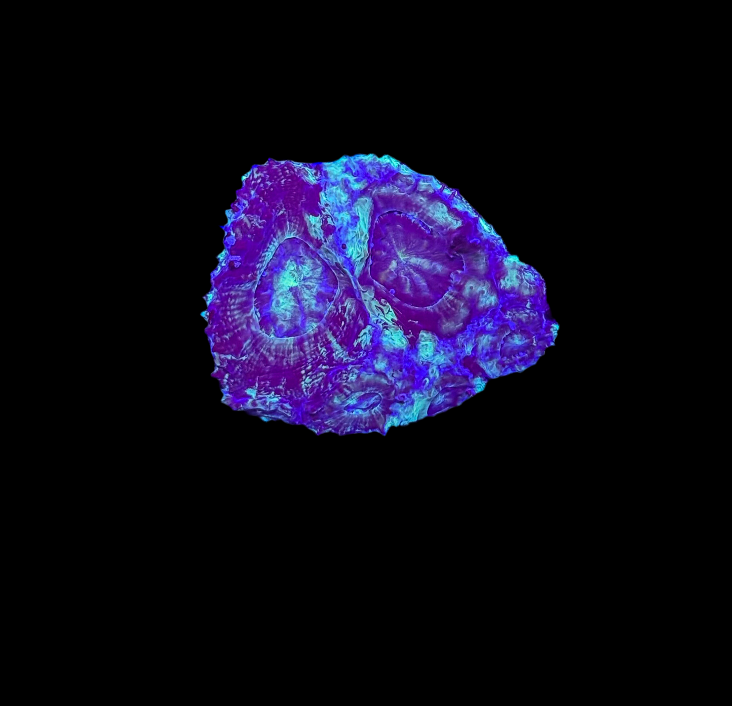 WYSIWYG Green and Blue Acan Bowerbanki