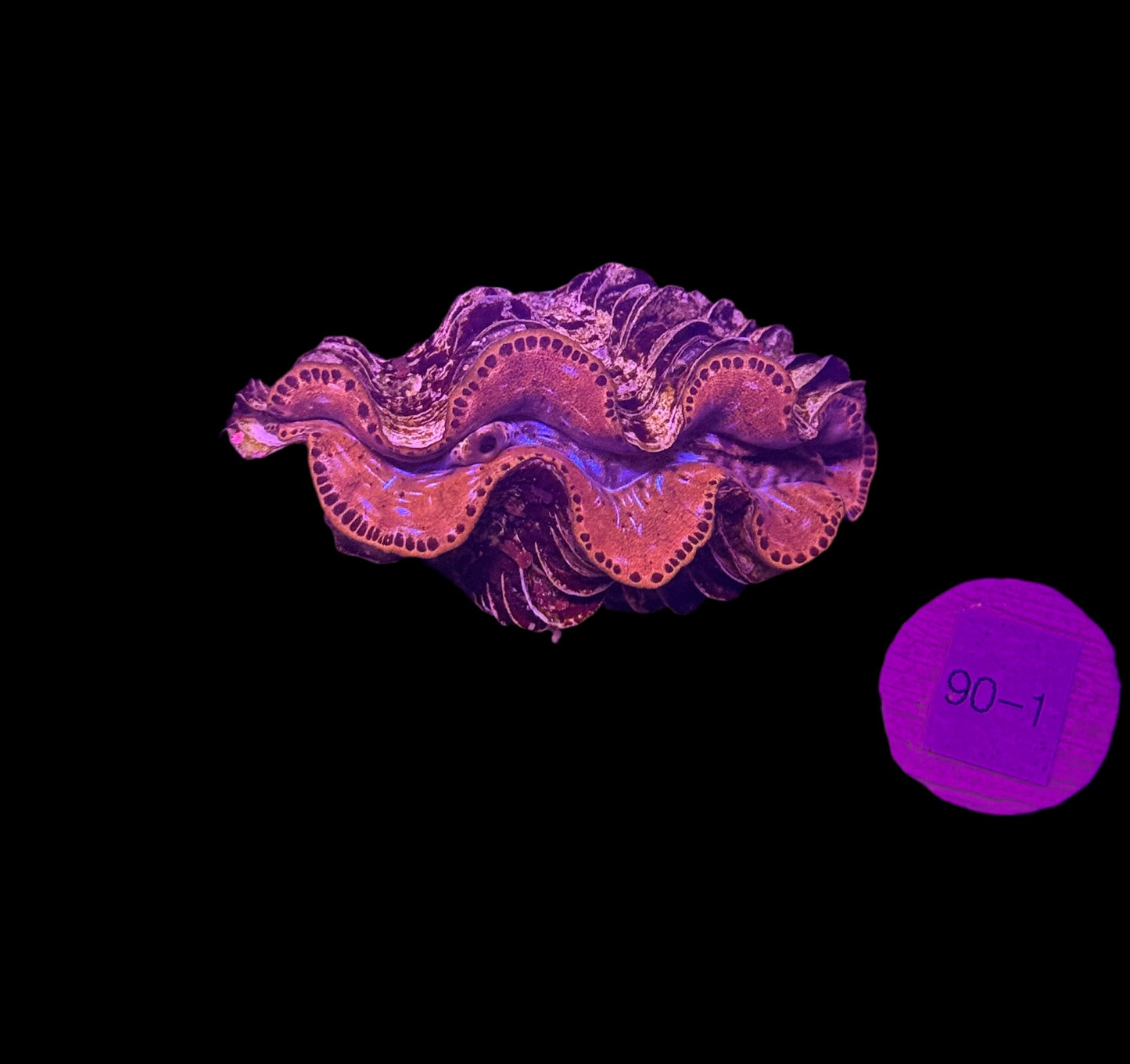 WYSIWYG Gold Tridacna Maxima Clam β Live Saltwater Clam for Reef Tanks