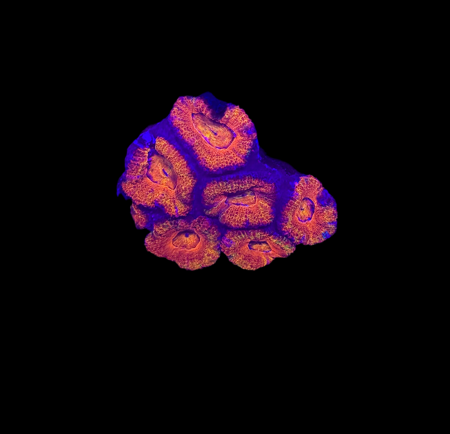 WYSIWYG Rainbow Acan Lord Live Coral Frag Vibrant LPS for Reef Aquarium