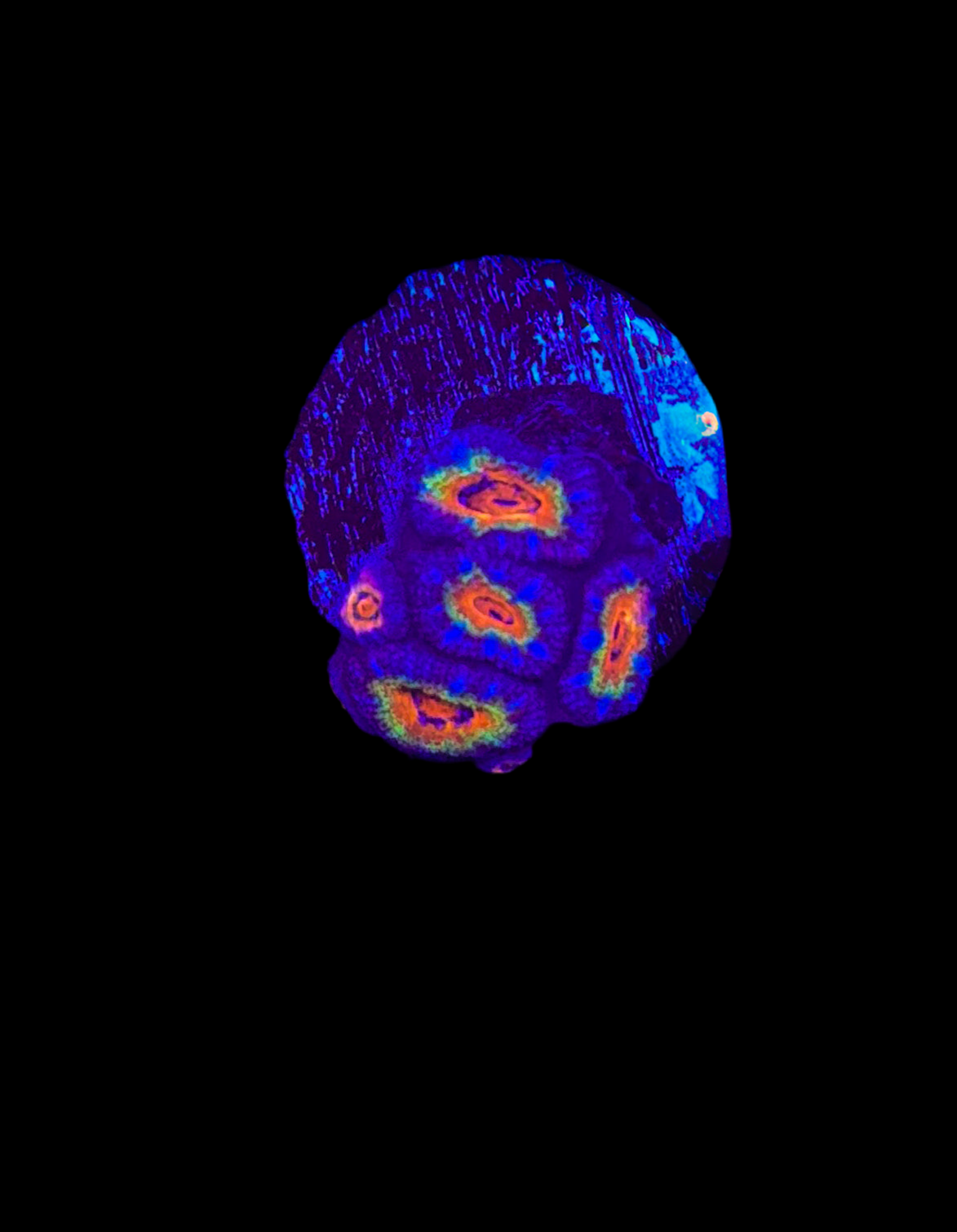 WYSIWYG Rainbow Acan Lord Live Coral Frag Vibrant LPS for Reef Aquarium