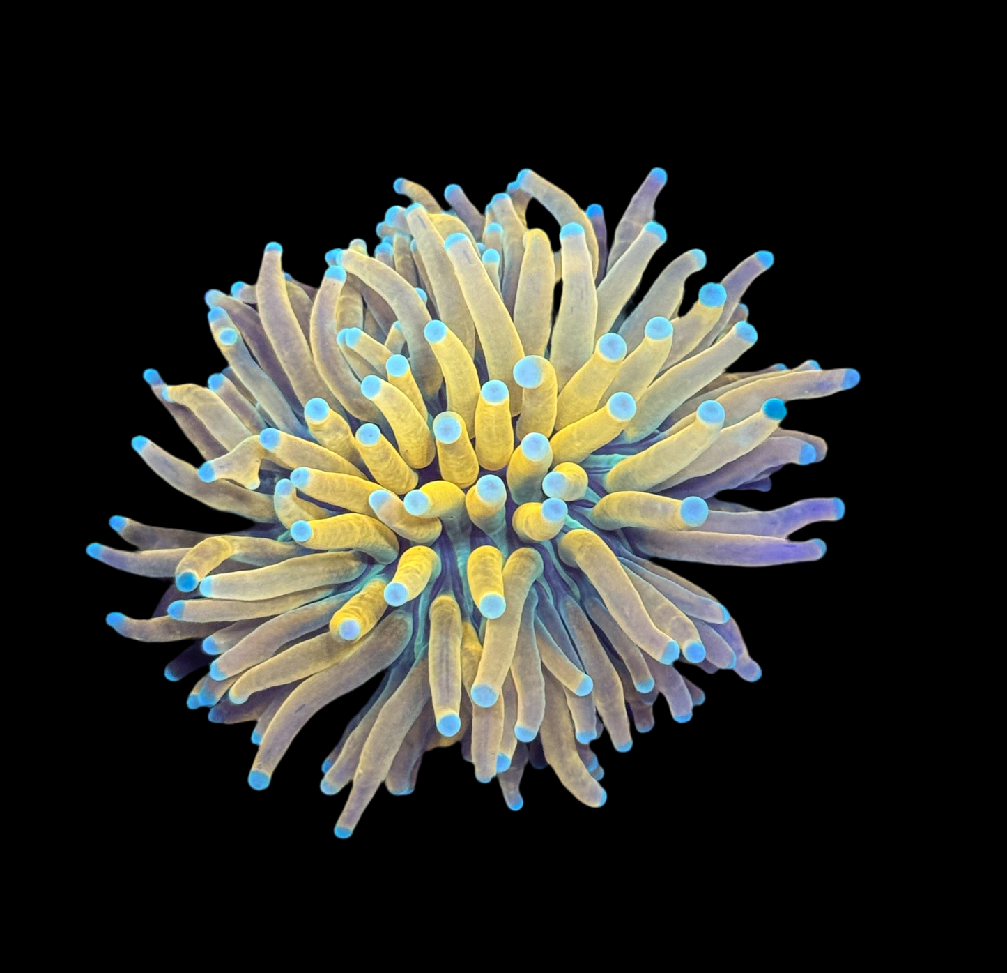 WYSIWYG Banana Torch Live Coral – LPS Frag Reef Tank