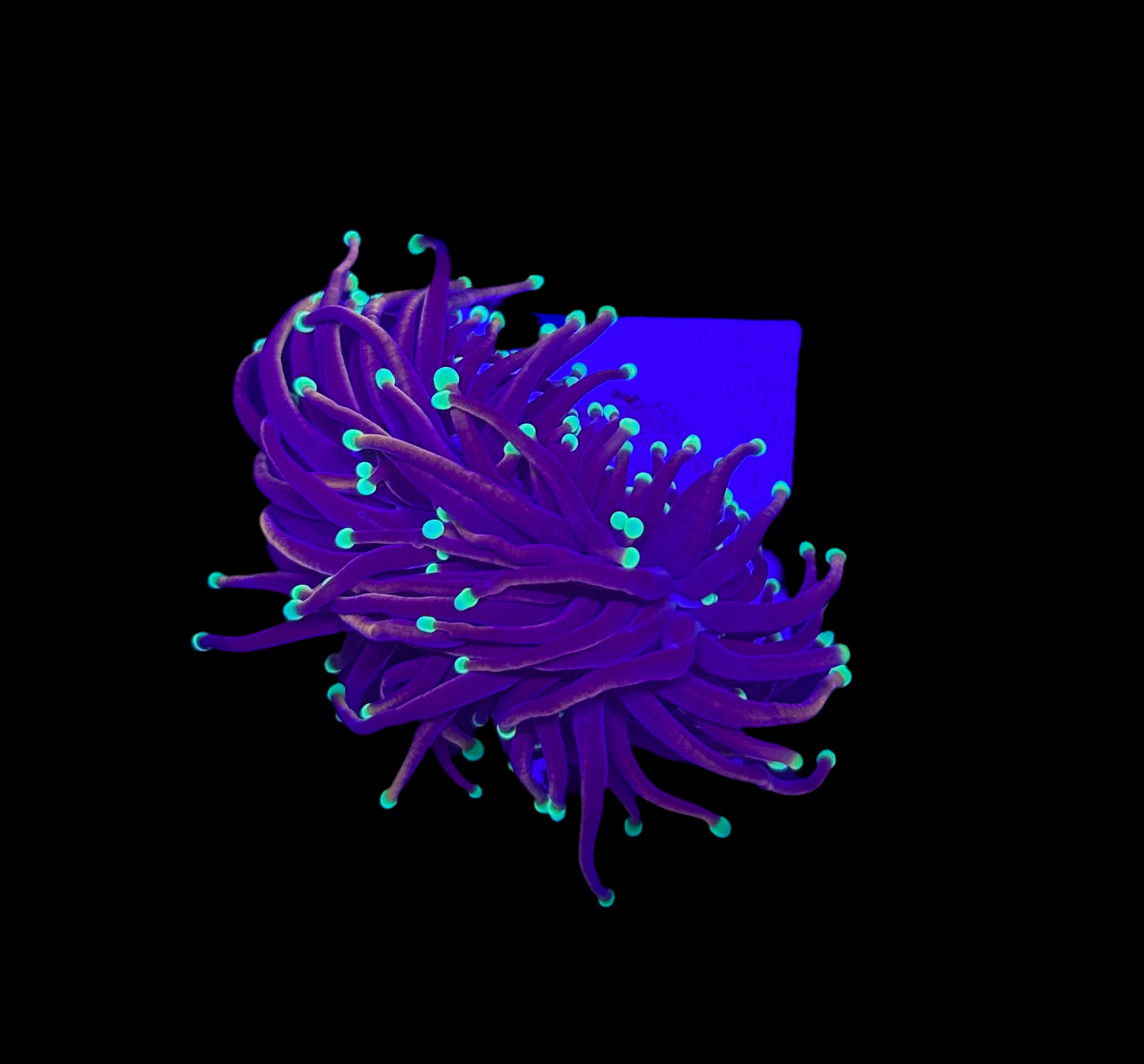 WYSIWYG Orange Peel Torch Live Coral – LPS Euphyllia for Reef Aquarium