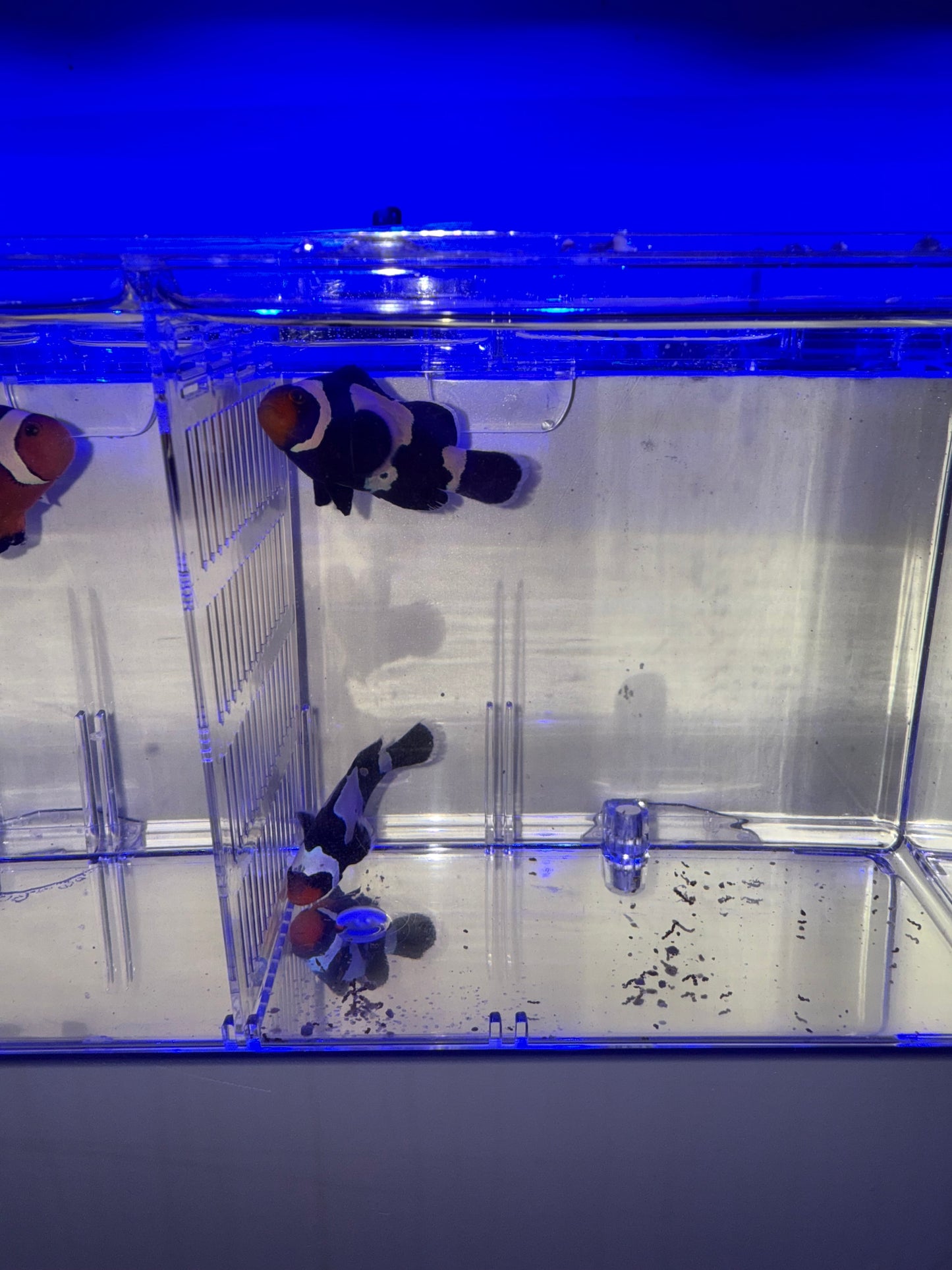 2-Pack Black Snowflake Ocellaris Clownfish β Live Captive-Bred Saltwater Aquarium Fish