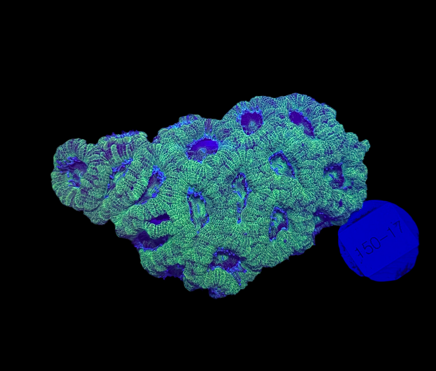 WYSIWYG Neon Green Acan Lord Live Coral Frag SPS LPS Reef Aquarium