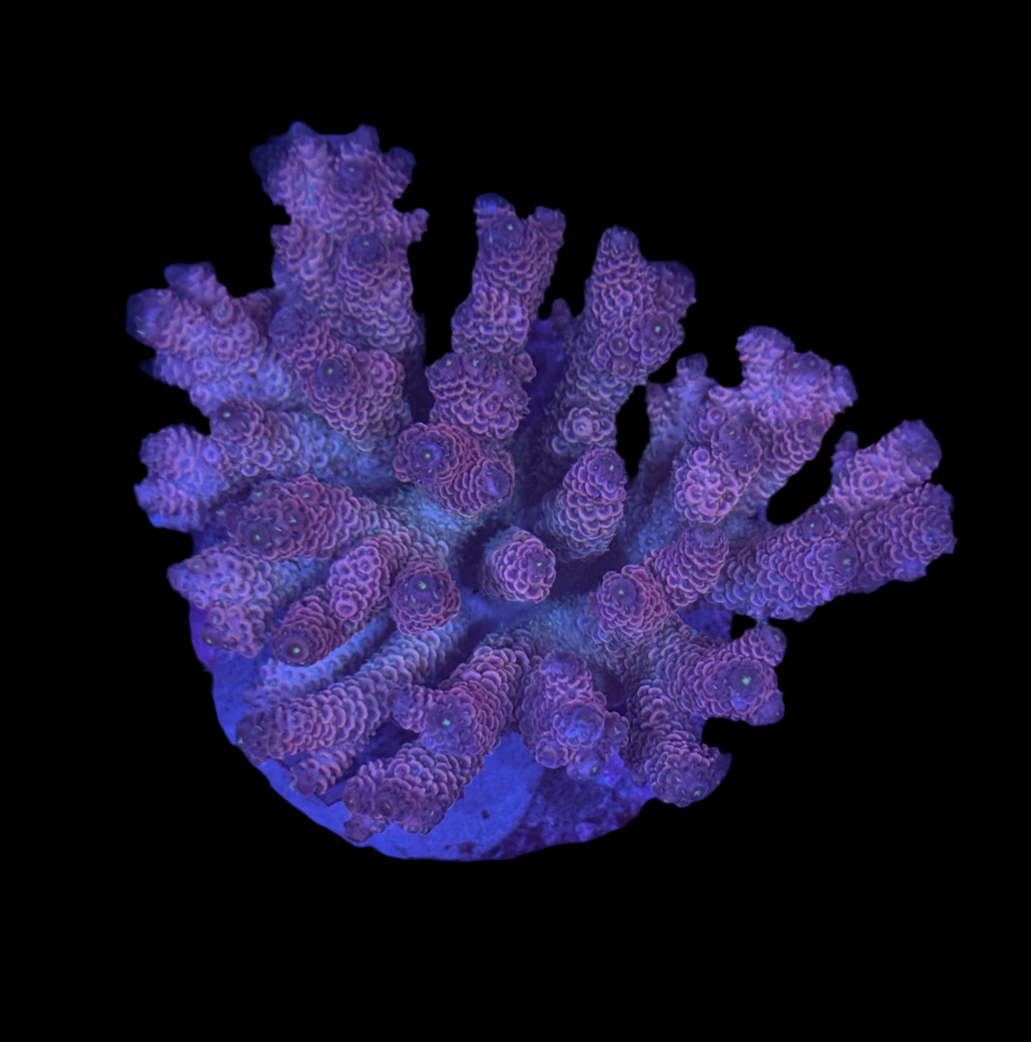 WYSIWYG Acropora Tenuis Live Coral β SPS Acro for Saltwater Reef Aquarium