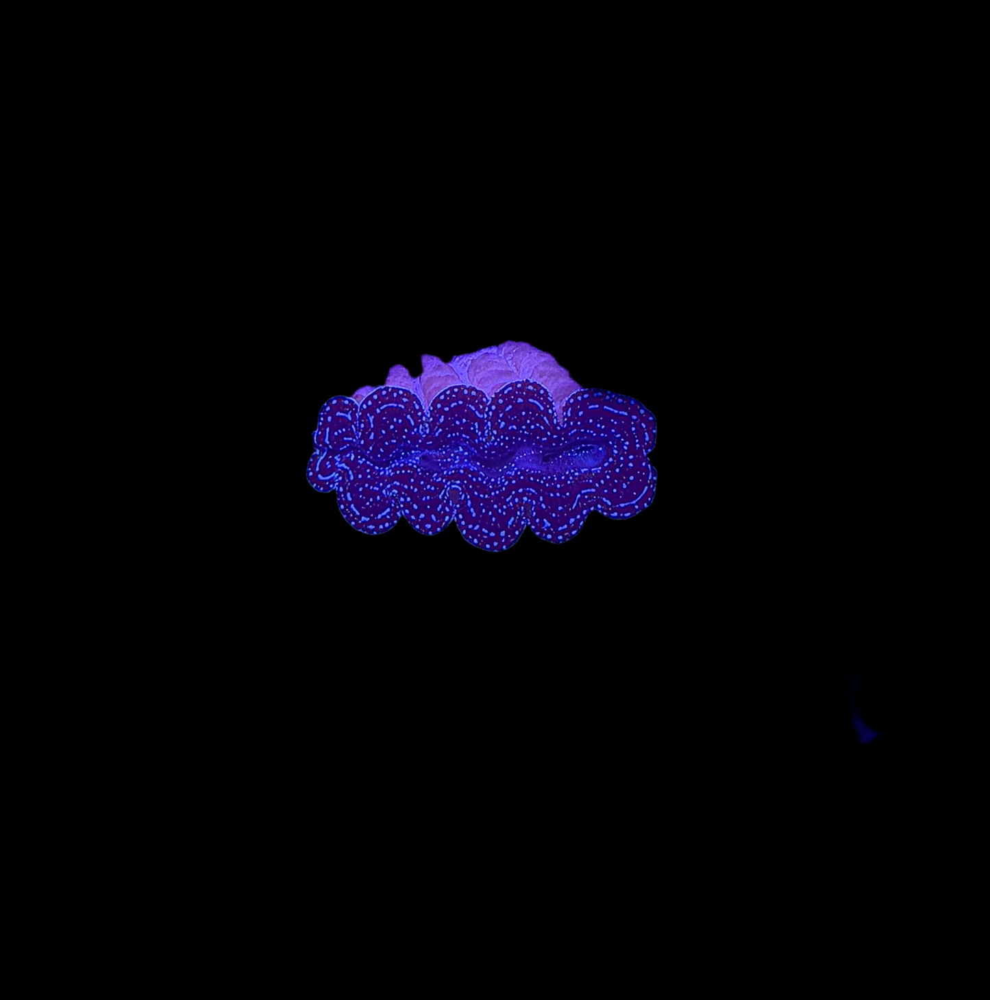 WYSIWYG Tiny Blue Crocea Clam (Tridacna crocea) β Live Saltwater Clam