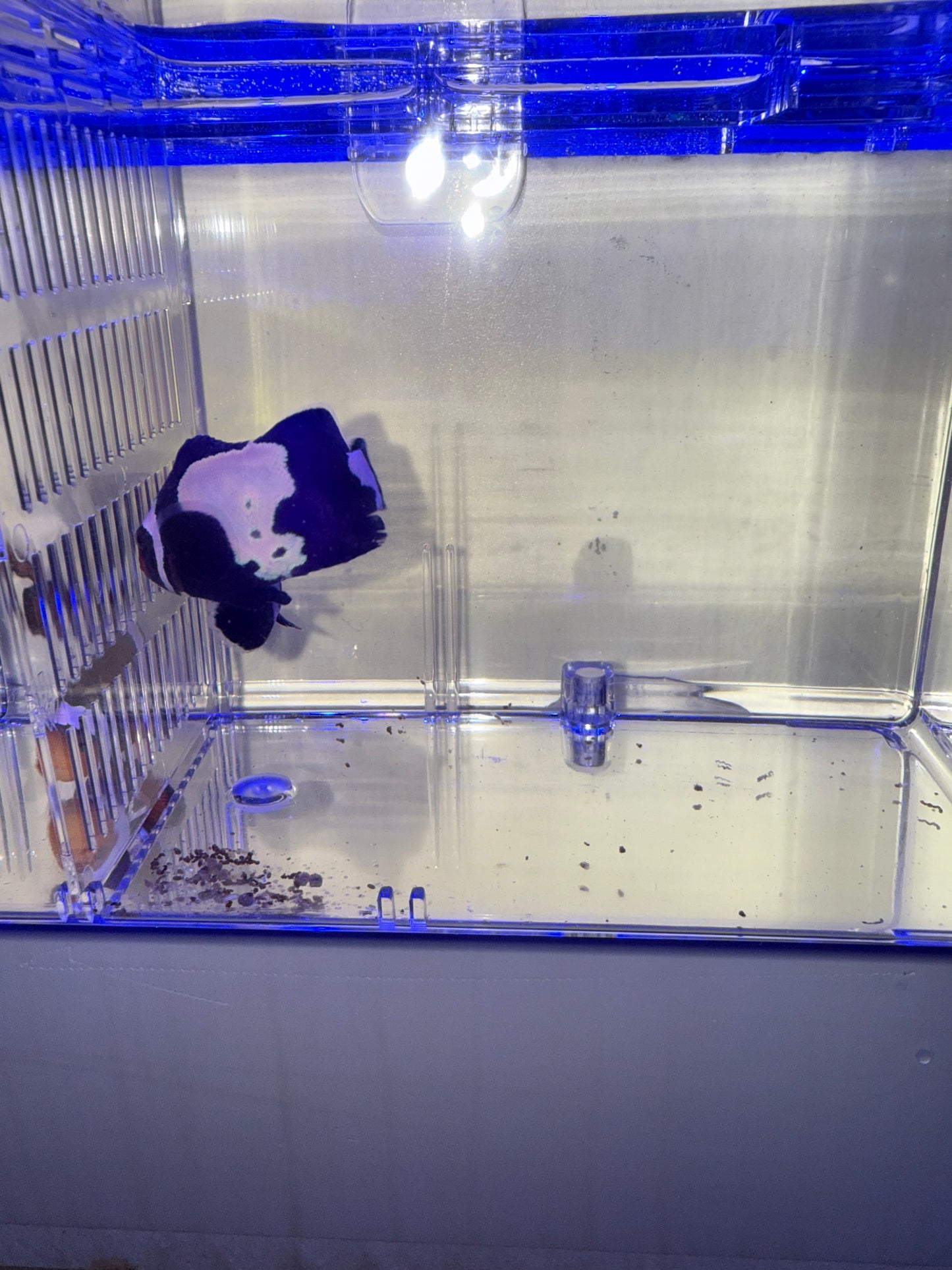 2-Pack Black Snowflake Ocellaris Clownfish β Live Captive-Bred Saltwater Aquarium Fish