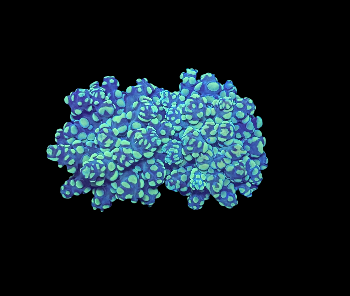 WYSIWYG Bicolor Frogspawn Live LPS Frag Coral Saltwater Reef Aquarium
