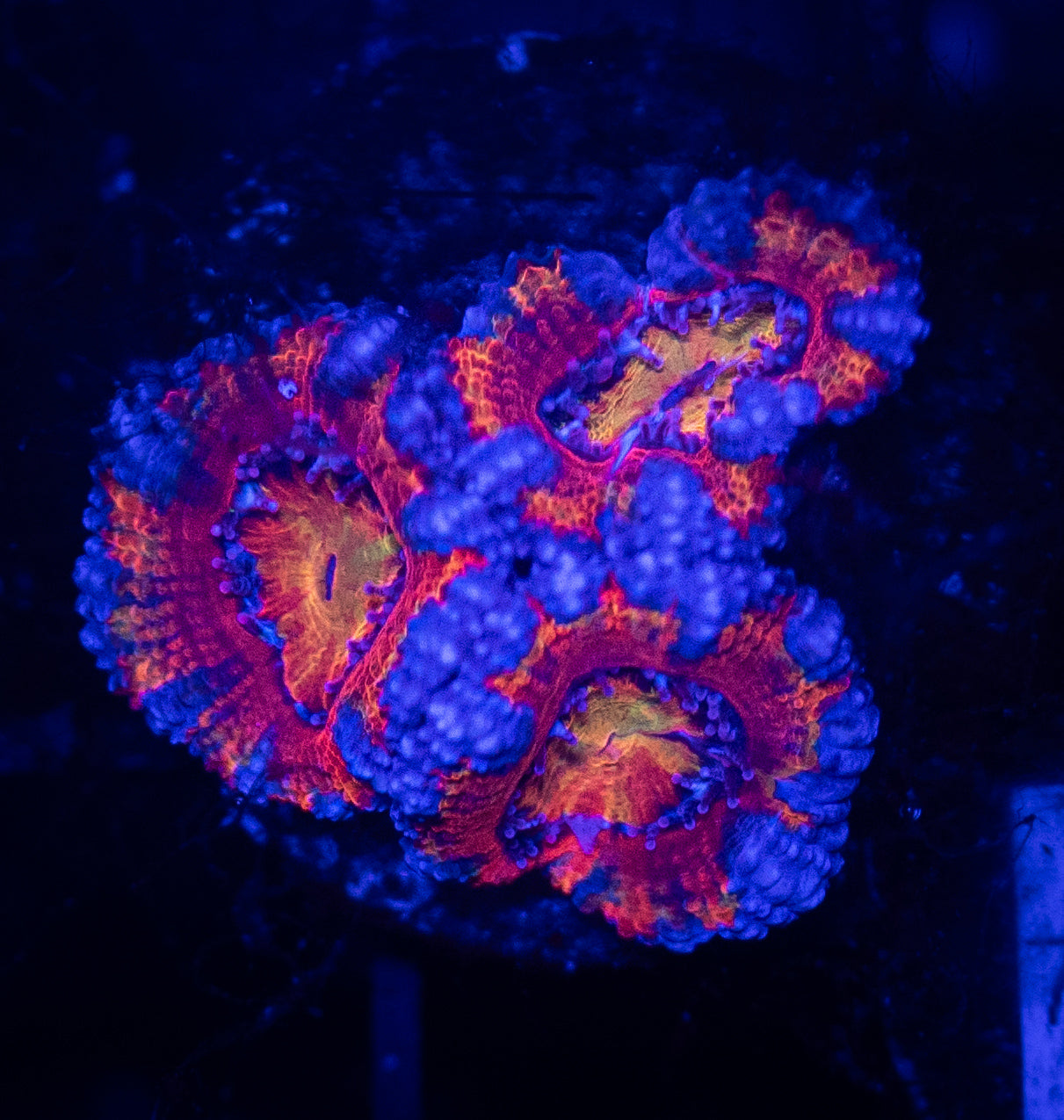 WYSIWYG Rainbow Acan Lord Live Coral Frag Vibrant LPS for Reef Aquarium