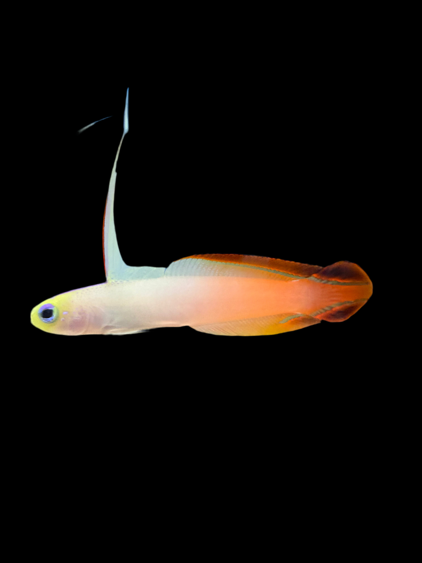 Live Firefish Goby 3-Pack – Reef-Safe Fish for Saltwater Aquariums