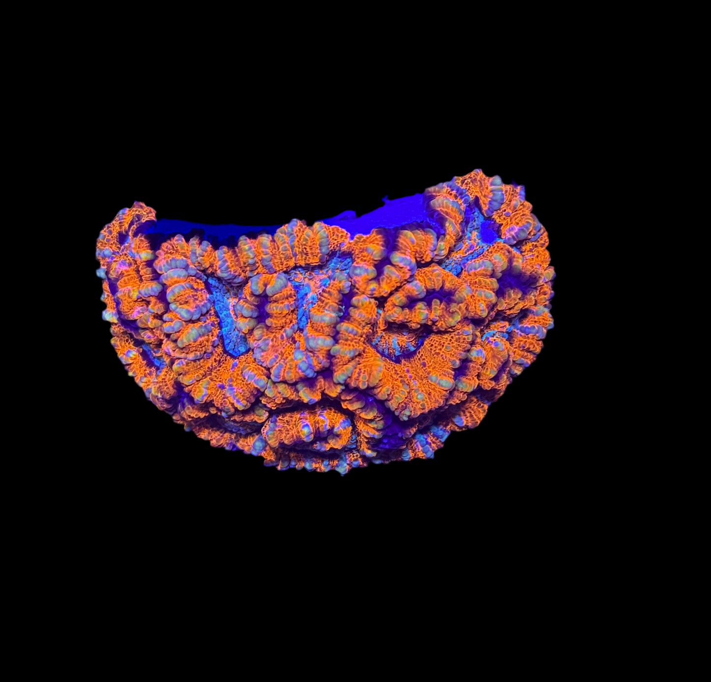 WYSIWYG Rainbow Wilsoni – Live LPS Coral for Reef Aquarium