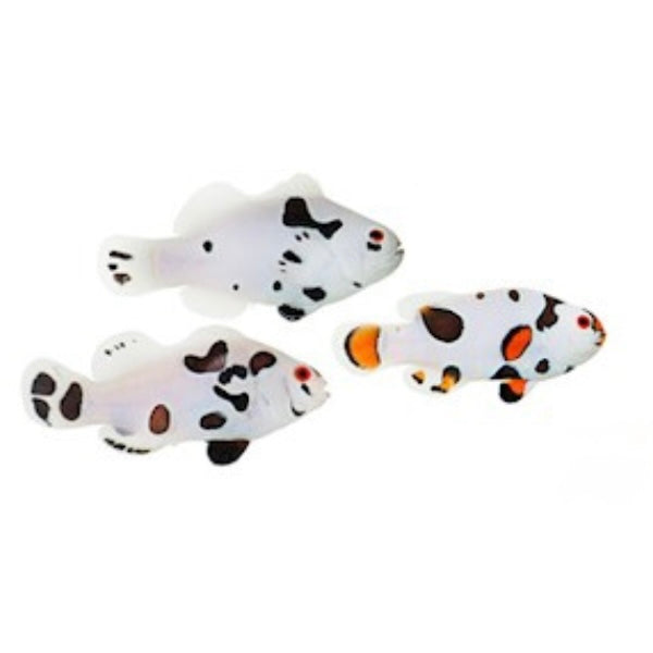 2-Pack Hybrid Storm Ocellaris Clownfish – Live Captive-Bred Saltwater Aquarium Fish