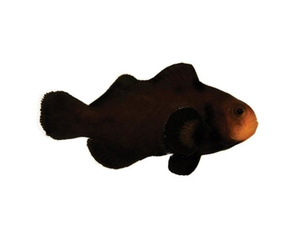 Midnight Ocellaris Clownfish – Tank Bred 1 1/4” - 1 3/4”