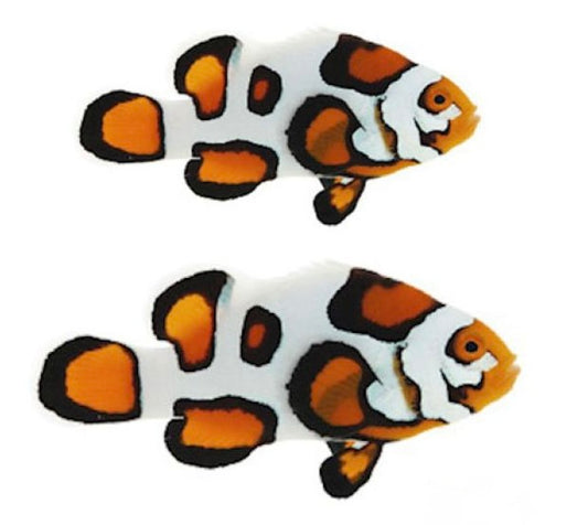 2-Pack Helmet Picasso Percula Clownfish – Designer Saltwater Aquarium  Live Fish