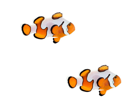 2-Pack Gladiator Ocellaris Clownfish Live Captive Bred Saltwater Tank Fish