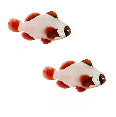 2-Pack Gold Nugget Maroon Clownfish – Live Saltwater Fish