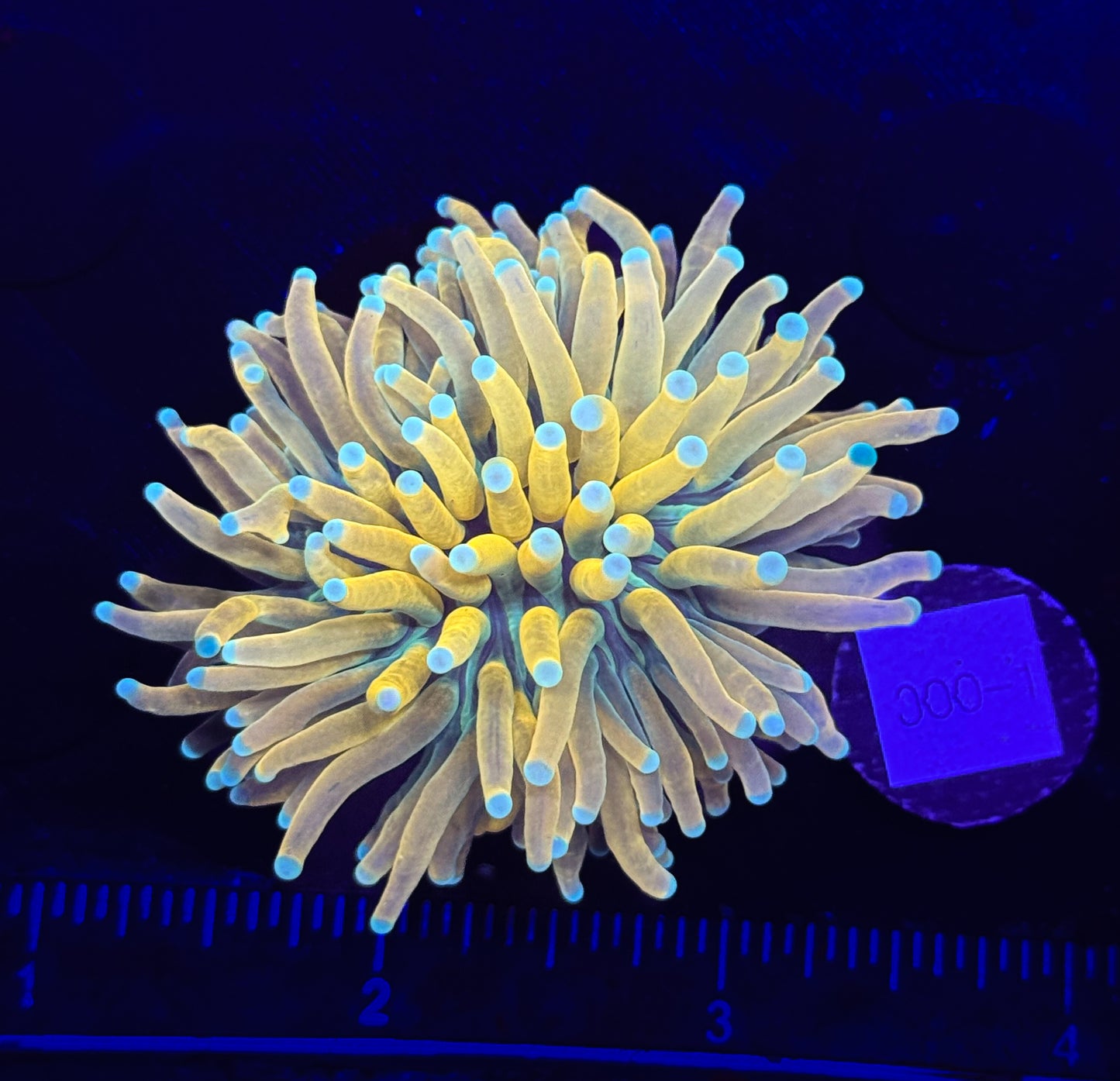 WYSIWYG Banana Torch Live Coral – LPS Frag Reef Tank