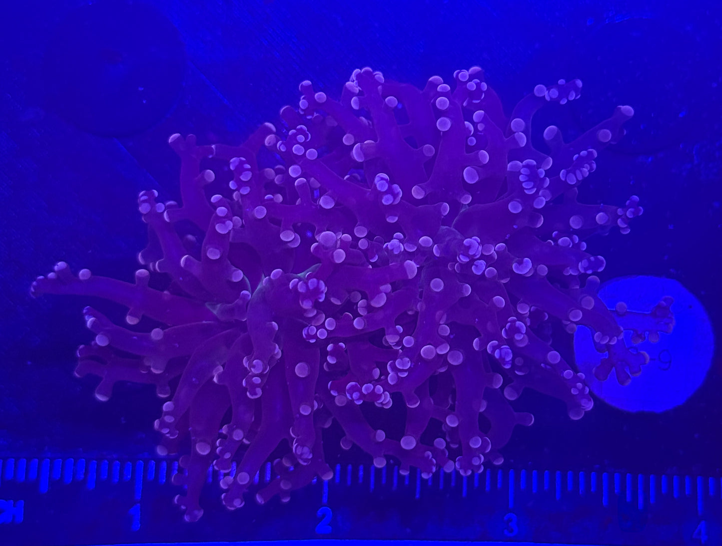 WYSIWYG Purple Frogspawn Live LPS Frag Coral Saltwater Reef Aquarium
