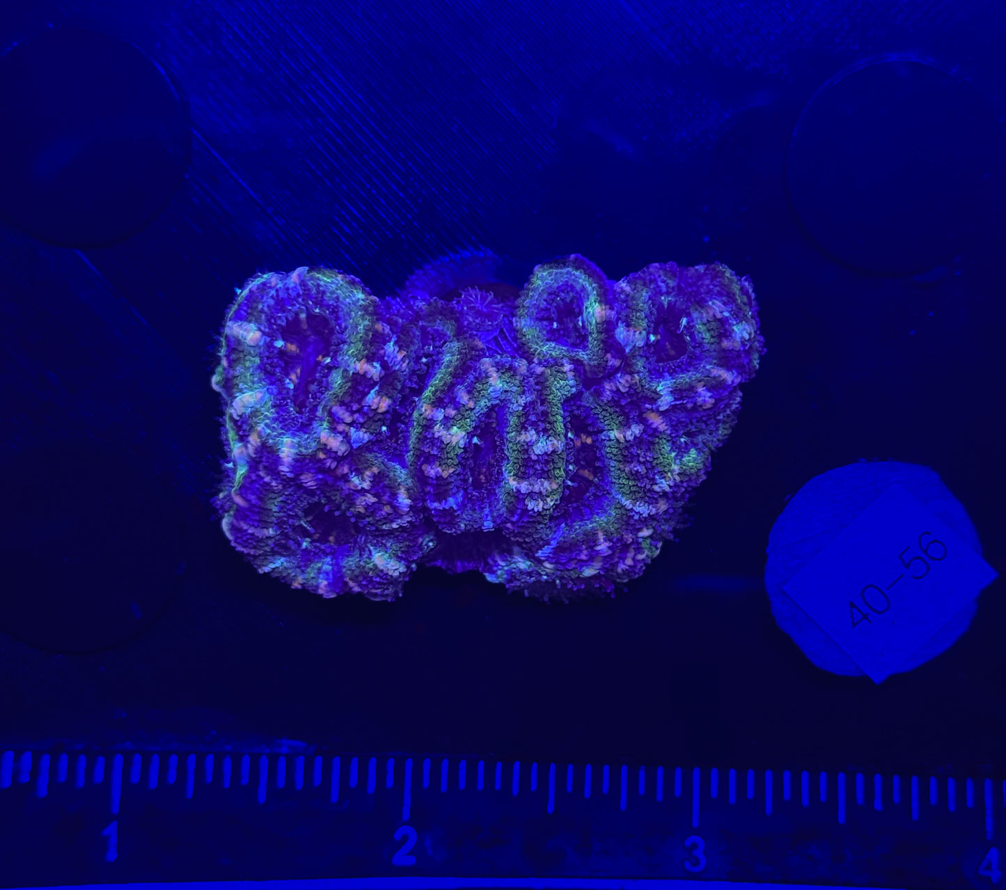 WYSIWYG Green Acan Lord Live Coral Frag Bright LPS for Reef Aquarium