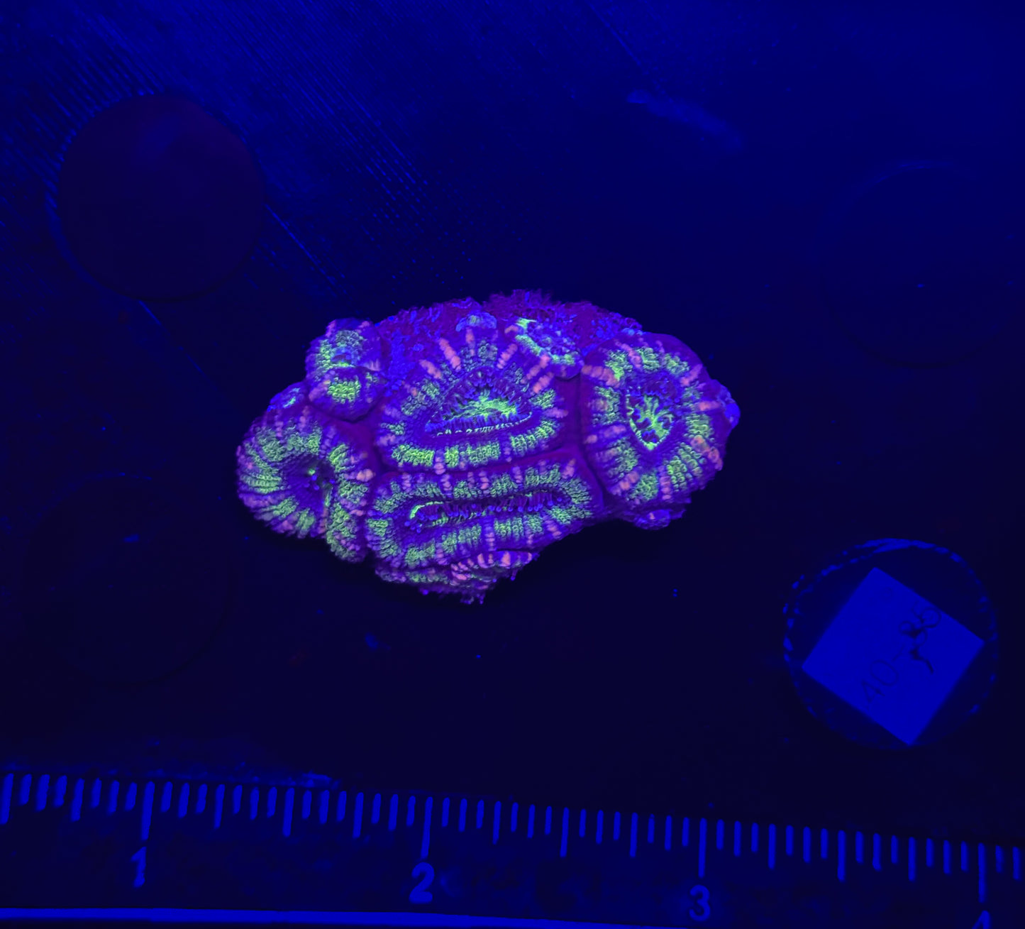 WYSIWYG Green Acan Lord Live Coral Frag Bright LPS for Reef Aquarium