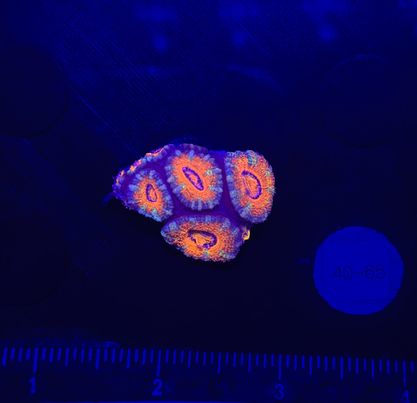 WYSIWYG Red Acan Lord Live Coral Frag SPS LPS Reef Aquarium Tank