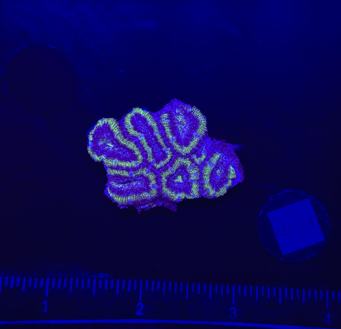 WYSIWYG Green Acan Lord Live Coral Frag Bright LPS for Reef Aquarium