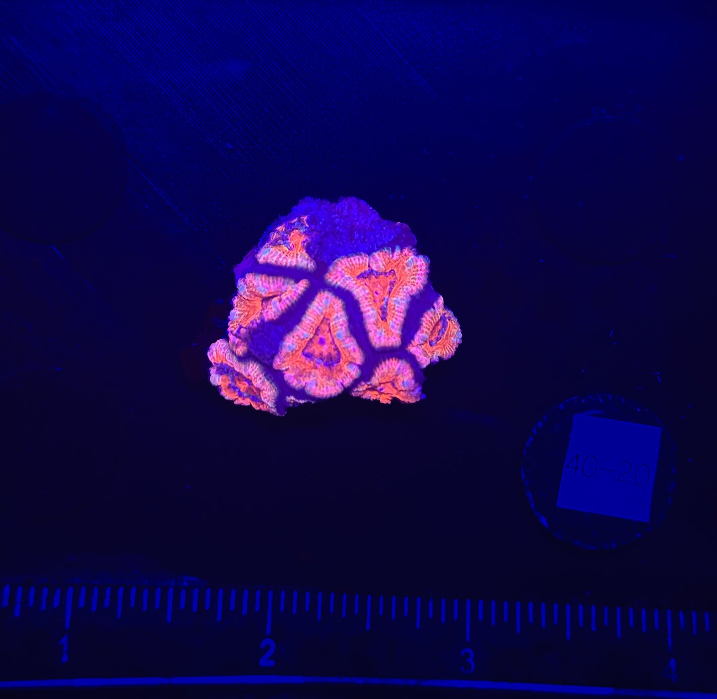 WYSIWYG Red Acan Lord Live Coral Frag SPS LPS Reef Aquarium