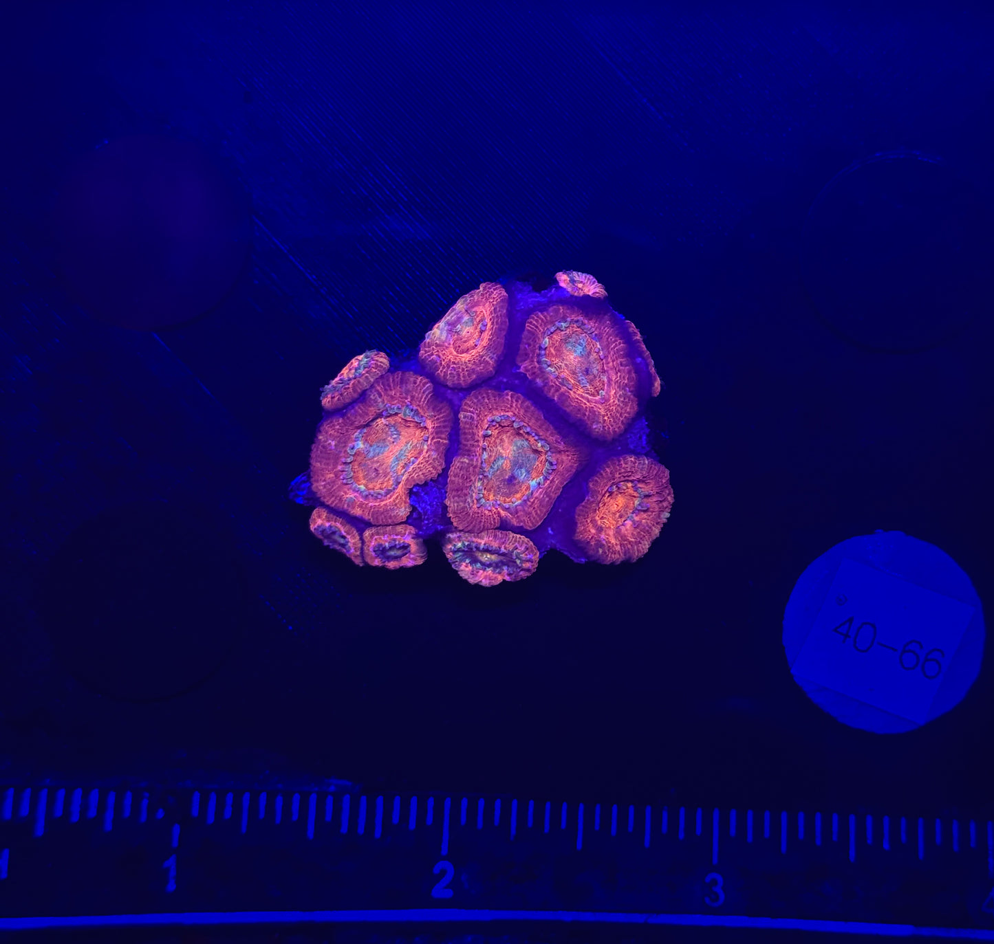 WYSIWYG Red Acan Lord Live Coral Frag SPS LPS for Reef Aquarium Tank