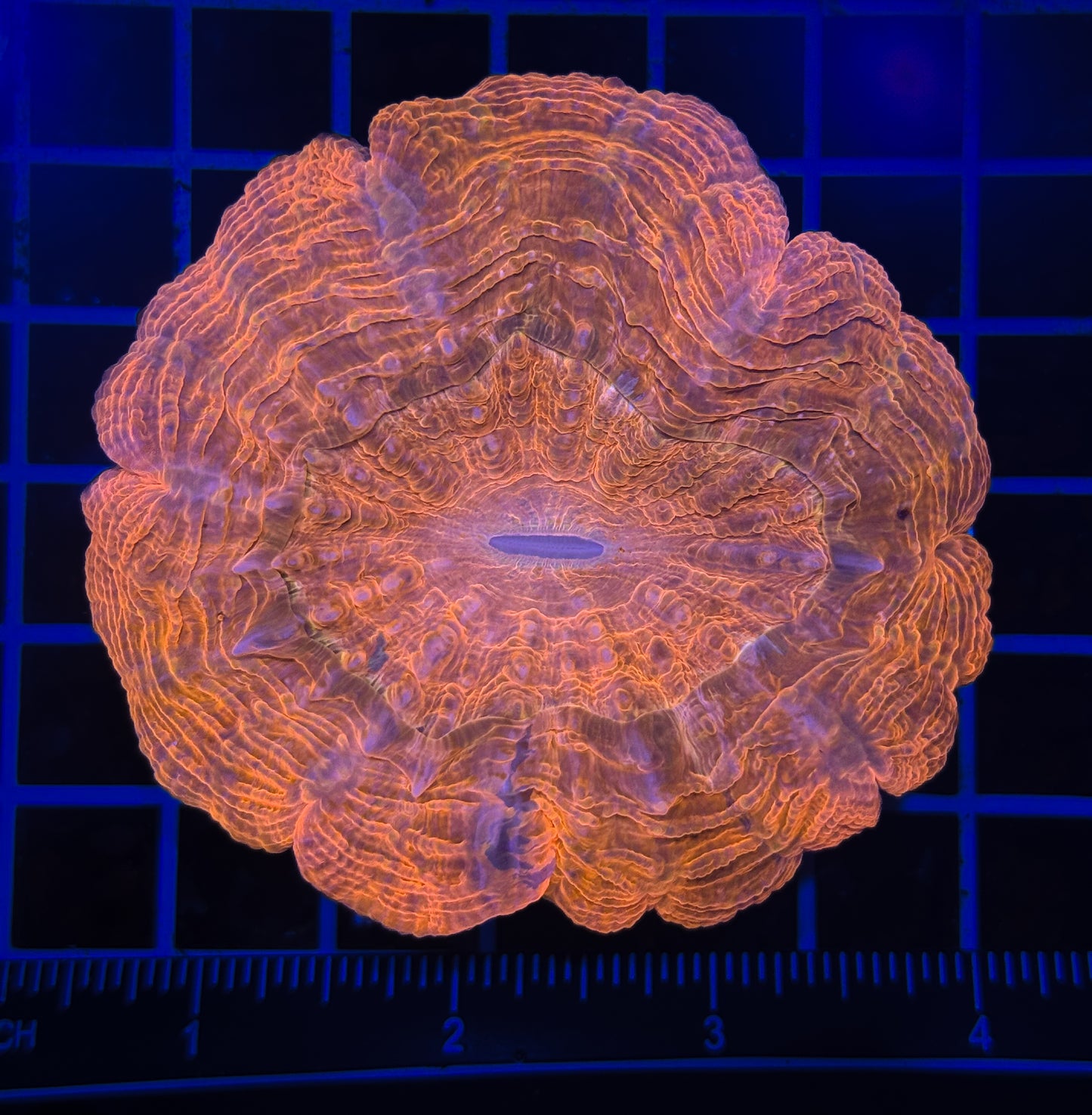WYSIWYG Red Acanthophyllia Meat Coral Live LPS Reef Aquarium Showpiece