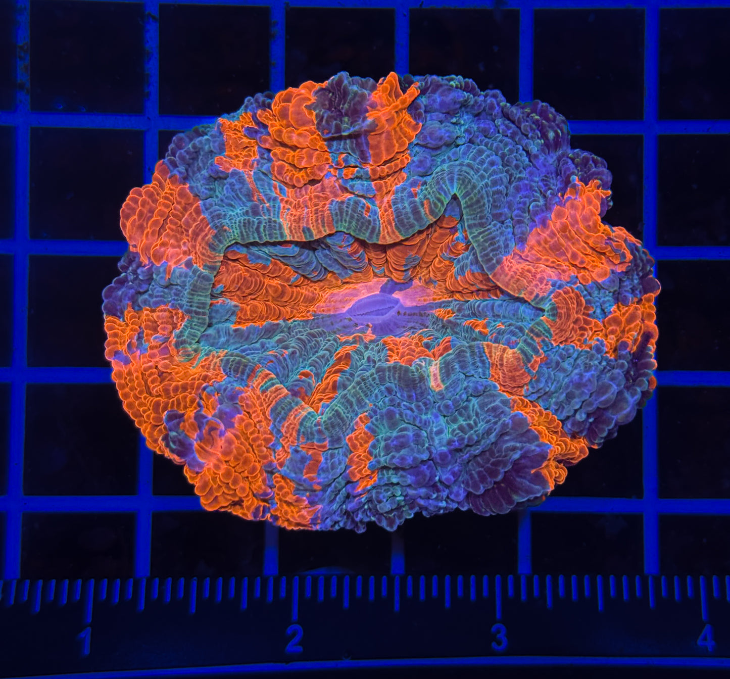 WYSIWYG Rainbow Acanthophyllia Meat Coral Live LPS Reef Aquarium Showpiece