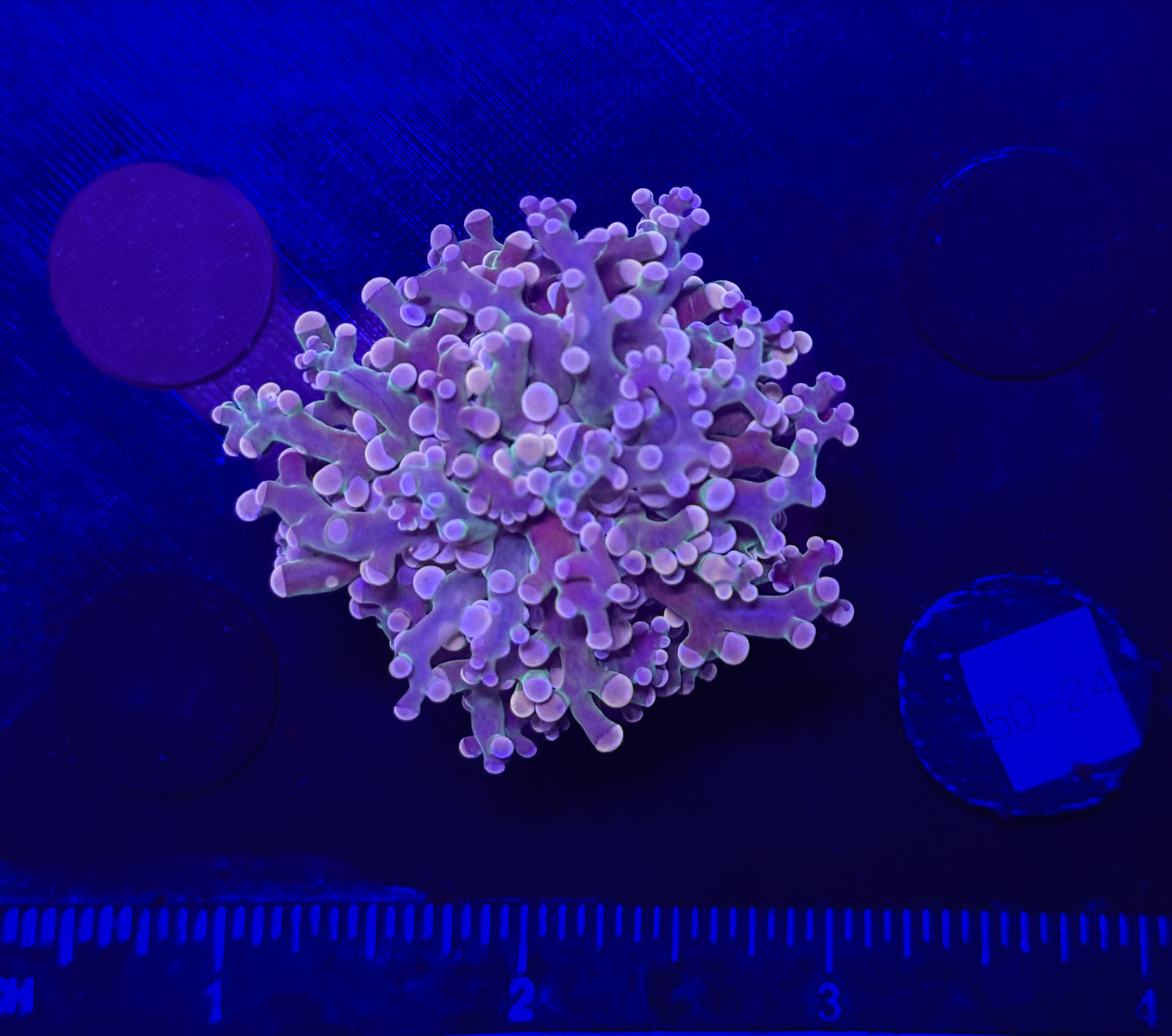 WYSIWYG Purple Frogspawn Live LPS Frag Coral Saltwater Reef Aquarium