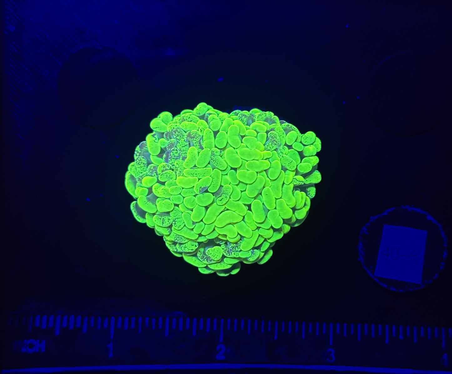 WYSIWYG Splatter Hammer Branching 1 Head